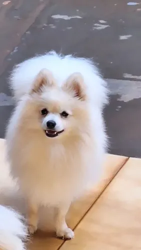 Spitz Alemão