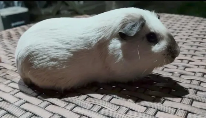 PORQUINHO DA ÍNDIA CALIFÓRNIA