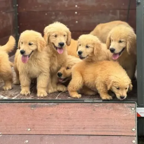Golden retriever ideal para crianças lindos 