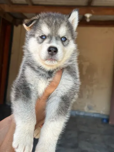 Filhote de husky siberiano