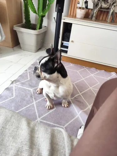 Vendo filhote de buldogue francês 