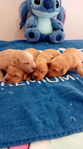 Golden retriever