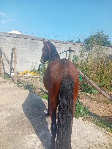 Potro castanho novinho pra vender ou trocar .