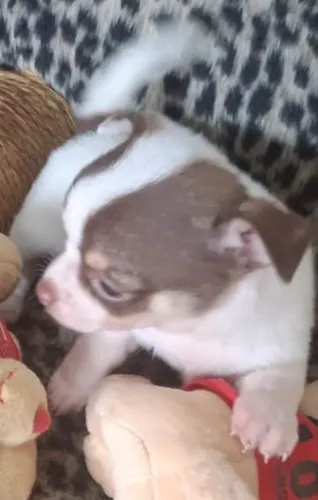 Chihuahua fêmea a venda