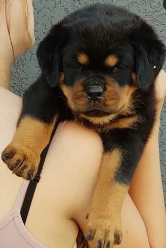 Rottweiler alemão big