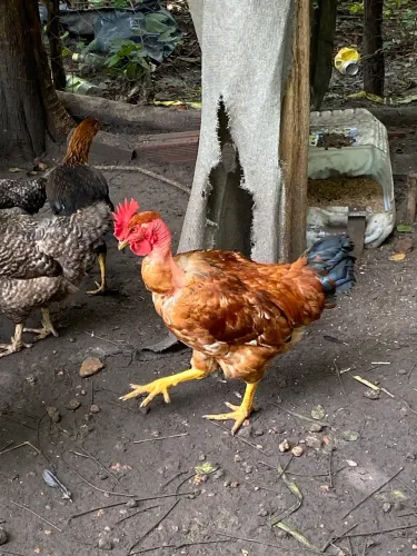Frango Caipira Criado Solto