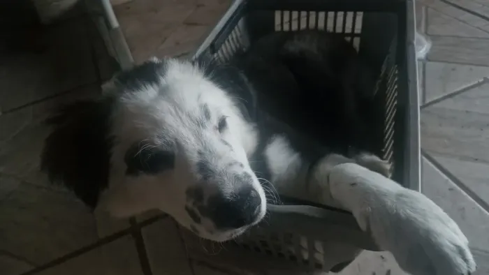 Border collie 5 meses