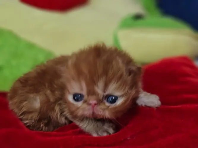 Lindo bebê persa red narizinho top show