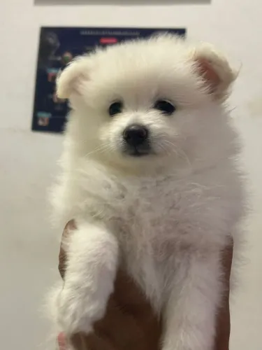 Filhotes Lulu da Pomerania