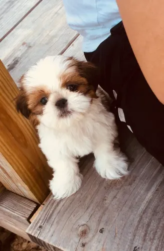 Amores para vida filhotes de Shihtzu !