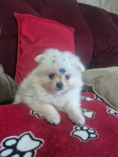 LULU DA PALMERANIA ANÃO 