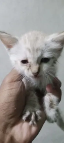 Doa-se filhote de gato 