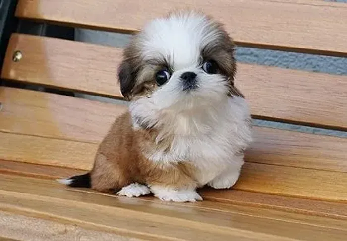Shitzu Companheirismo Que Vai Além Do Esperado