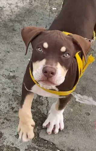 Vende-se filhote de Pitbull