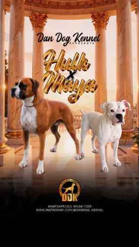 Vendo filhote Raça: Boxer