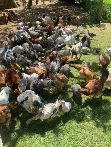 Frango Caipira