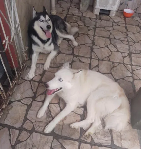 3 filhotes fêmea de husky siberiano 