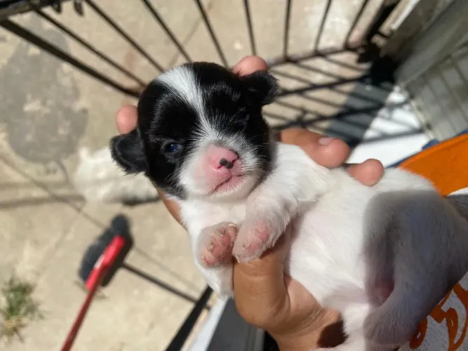 Machinho de lhasa