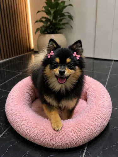 Spitz Alemão (Lulu da Pomerânia) Fêmea: Linda, Saudável e Muito Fofa