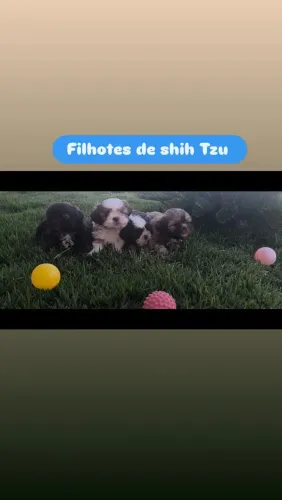 Filhotes de shih Tzu com pedigree 