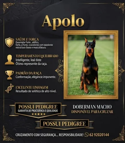 Doberman para cobertura/cruza