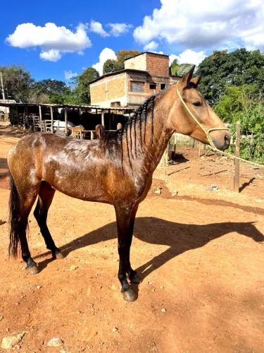Cavalo