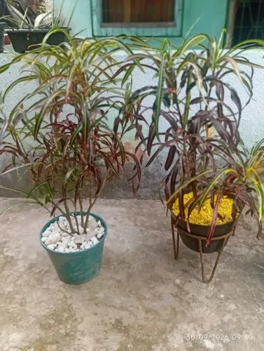 Plantas