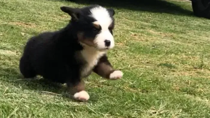 Bernese Mountaing Dog em excelente padrão