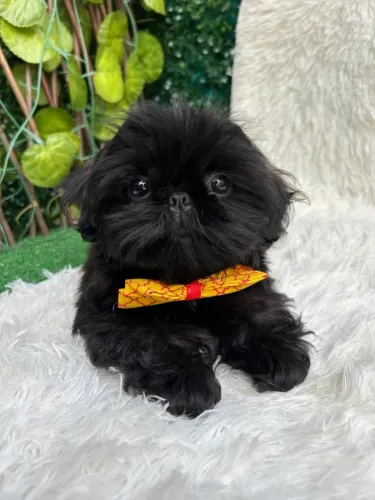 Bebês de shitzu ( Machos ) 