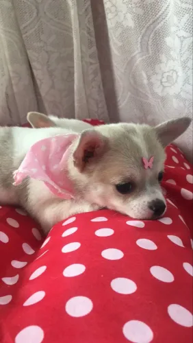 Linda princesinha Chihuahua fêmea disponível!