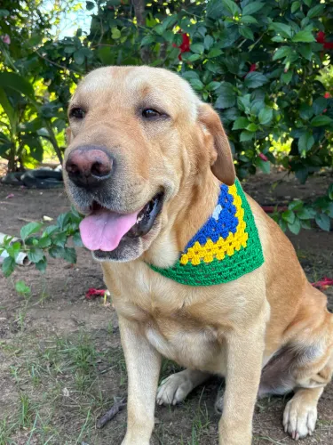 Bandana pet