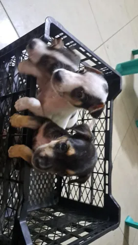Cachorros filhotes 