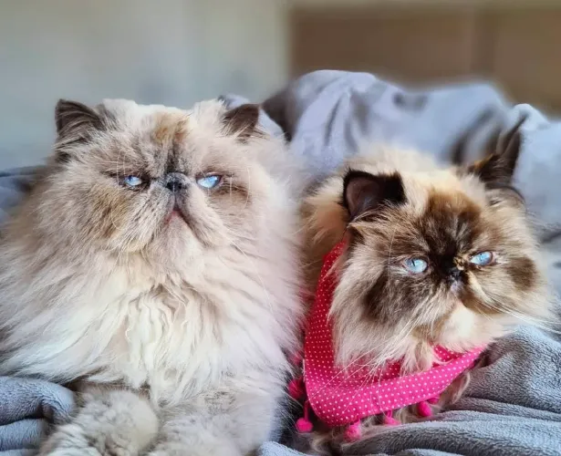 Gato persa linhagem perfeita 