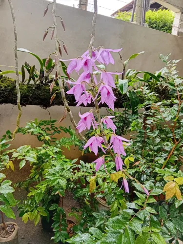 Orquidea dendrobium anosmun