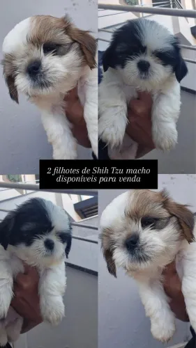 Shitzu mine disponível