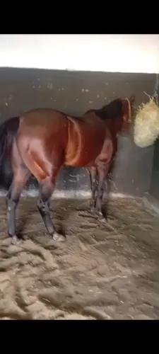 Cavalo quarto de milha puro com papel