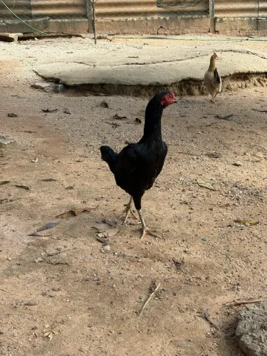 Galinhas índias