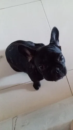 Buldogues