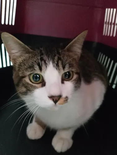 Gatinho macho castrado para adoção 6 meses