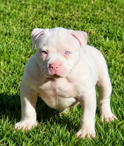 american bully canil Ana Bull oficial