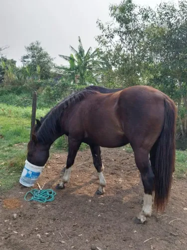 CAVALO CHUCRO A VENDA