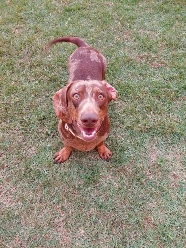 Dachshund arlequim chocolate a procura de uma namorada ( Cofap, Teckel)