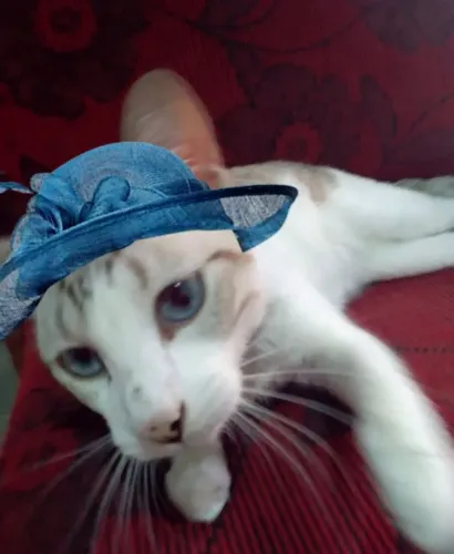 Linda gatinha 