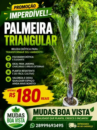 Palmeira triangular 