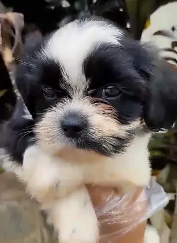 Shih tzu companheiro para familia