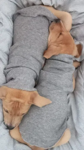 Doação de filhotes Pitbull