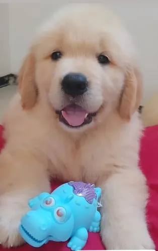Filhotes Golden Retriever 