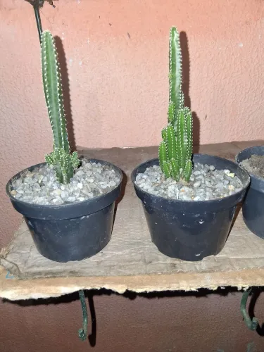 Cacto
