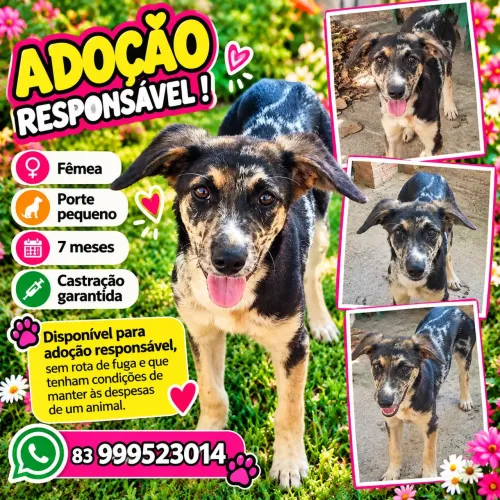 ADOÇÃO