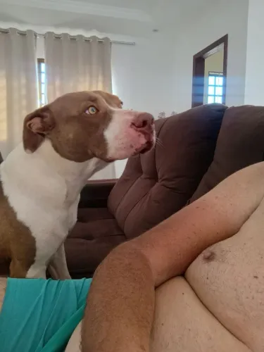 Doação de Cadela linda